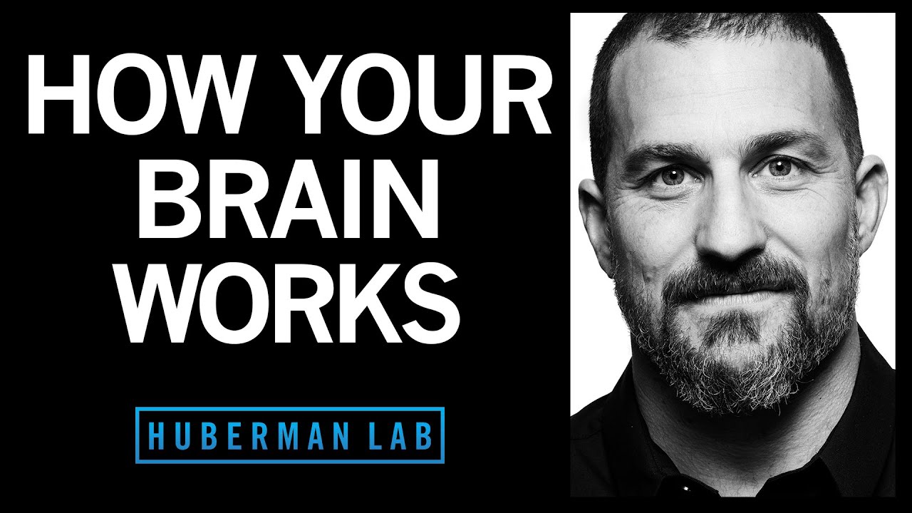 Andrew Huberman explains how the brain works